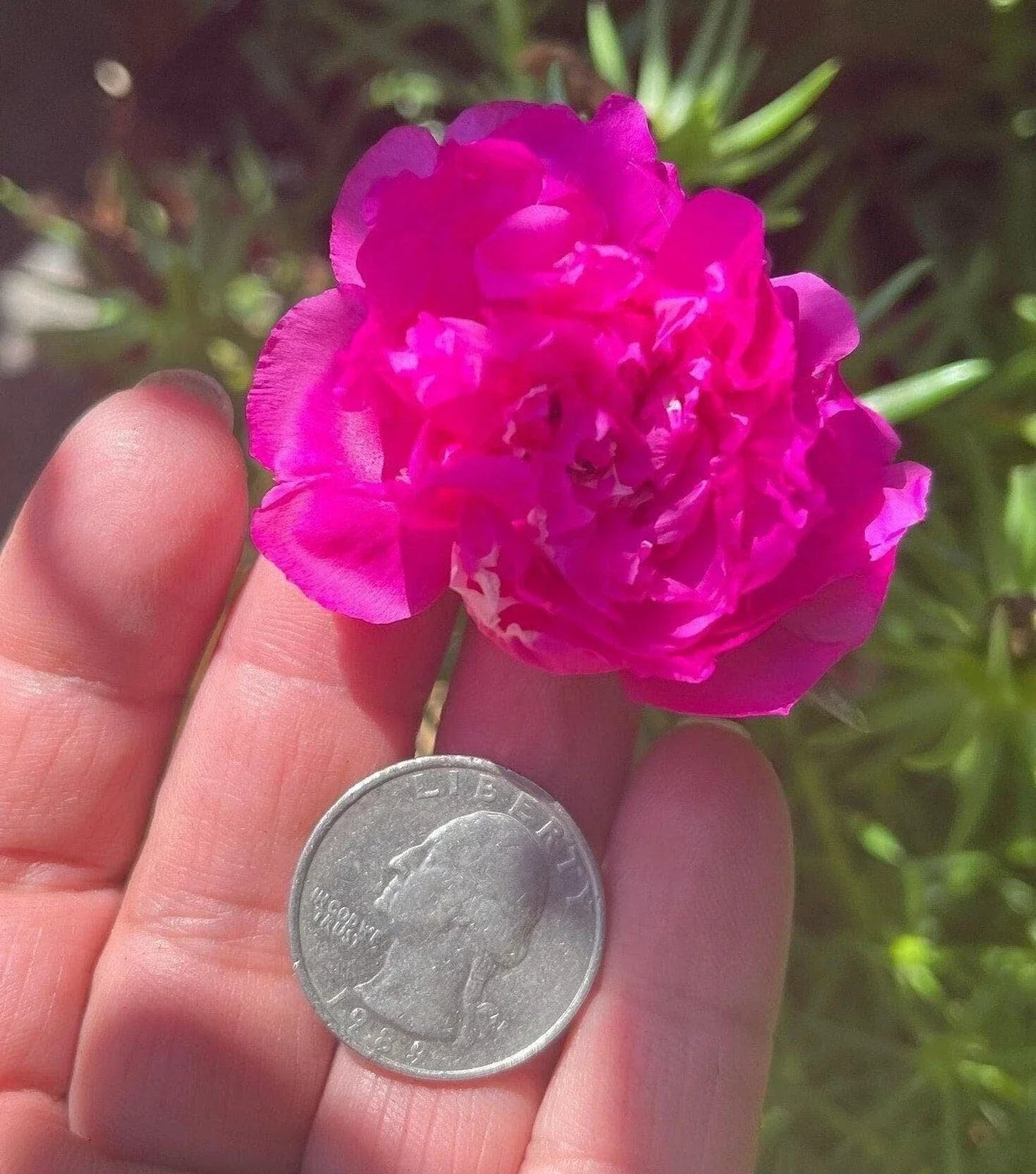Purple Double Bloom Portulaca Moss Rose Seeds – Vibrant Succulent Flowering Plant for Gardens & Containers