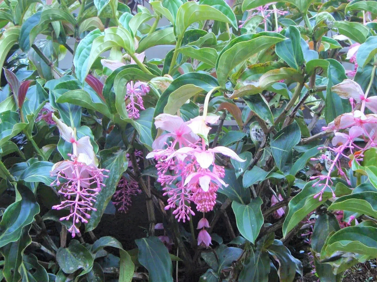 Royal Chandelier Medinilla Plant | Live Well Rooted Starter | Medinilla magnifica