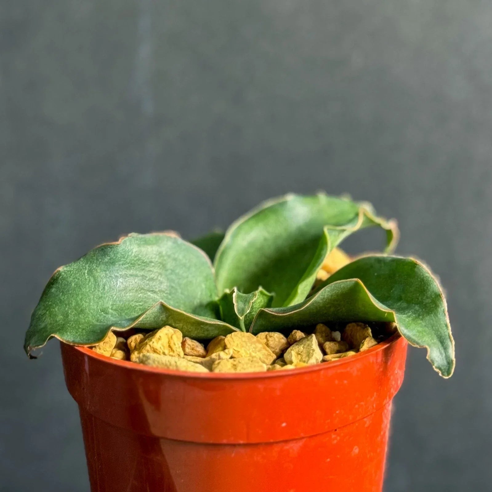 Snake Plant 4-Inch Potted Sansevieria subspicata Indoor Garden Houseplant, Air-Purifying Succulent