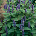 Anise Hyssop Seeds - Non-GMO Herb Seeds for Gardening - Agastache foeniculum - Aromatic, Pollinator-Friendly, Easy to Grow