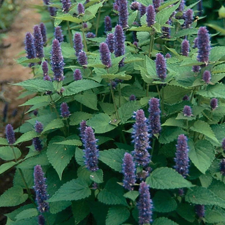 Anise Hyssop Seeds - Non-GMO Herb Seeds for Gardening - Agastache foeniculum - Aromatic, Pollinator-Friendly, Easy to Grow