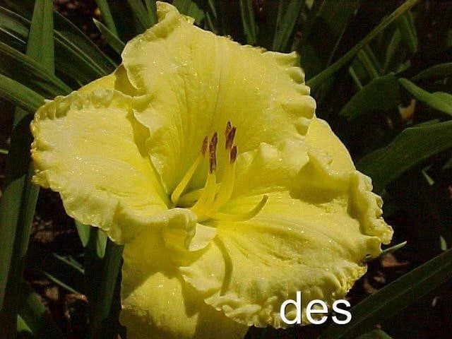 10 Daylilies Live Plants - Bright Ruffled Fragrant Daylily Hemerocallis spp. for Garden Beds and Containers