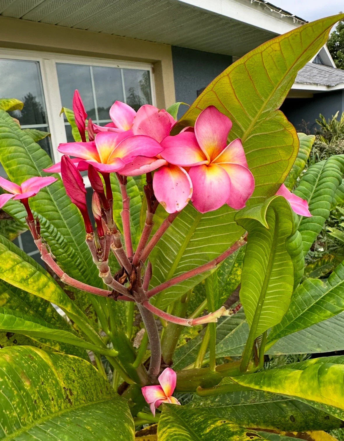 Plumeria Cutting | Tropical Frangipani Plant | Plumeria spp.