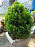 Oriental Arborvitae Seeds - 30 Count - Platycladus orientalis Evergreen Tree for Landscaping & Privacy Screening