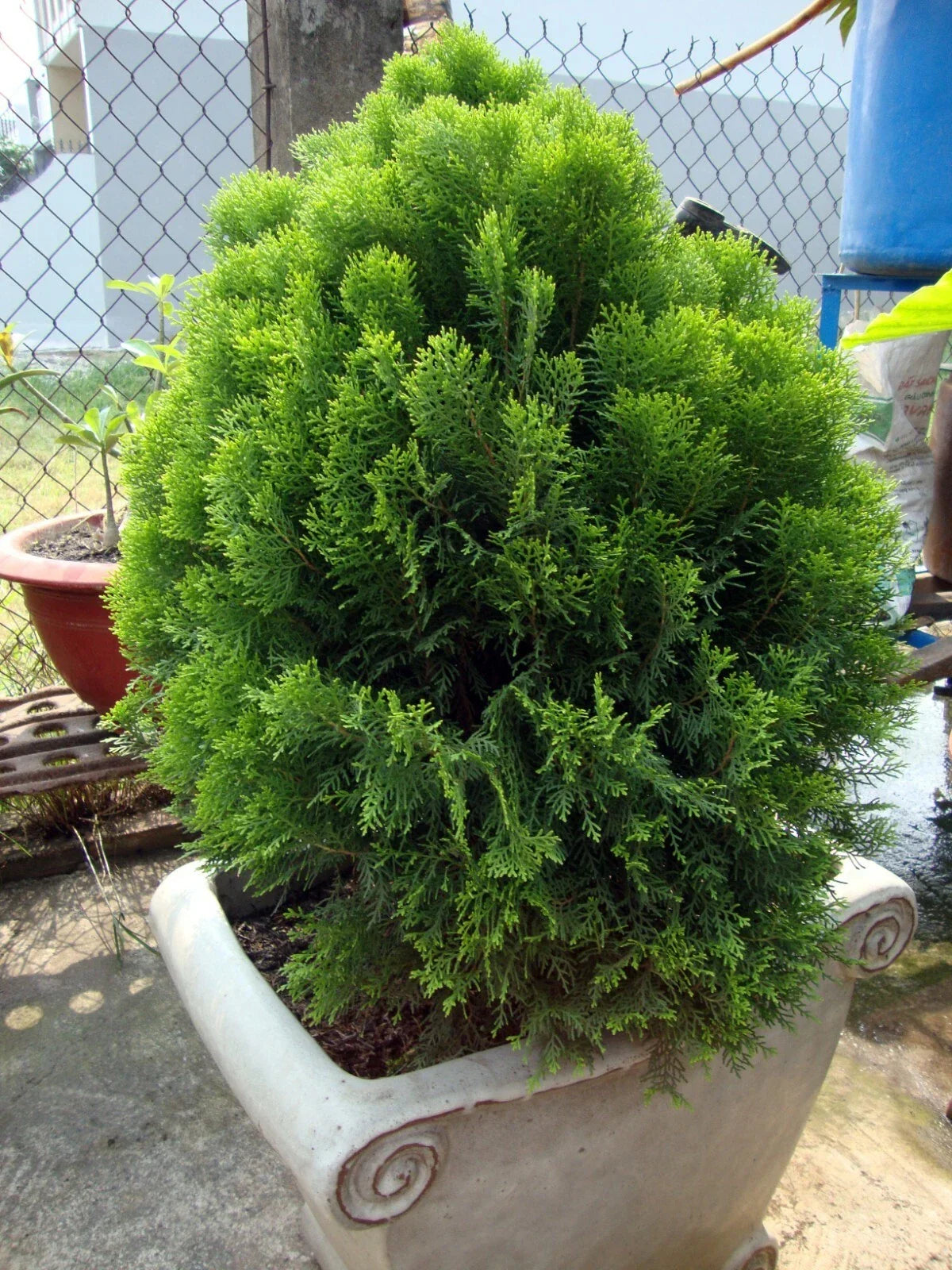 Oriental Arborvitae Seeds - 30 Count - Platycladus orientalis Evergreen Tree for Landscaping & Privacy Screening