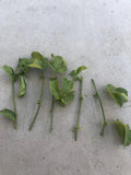 Passion Fruit Cuttings – 5 Fresh Passiflora Edulis Vine Plant Propagation Cuttings, No Roots
