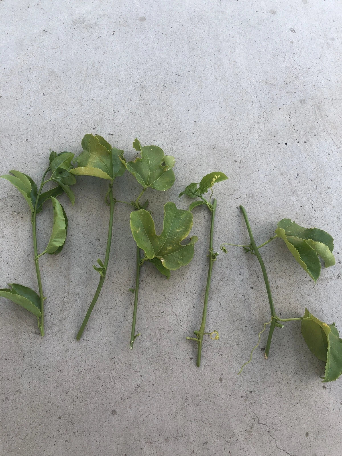 Passion Fruit Cuttings – 5 Fresh Passiflora Edulis Vine Plant Propagation Cuttings, No Roots