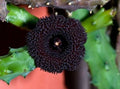 Huernia Pendurata Plant in 3.5" Pot | Rooted Succulent with Starfish Flower | Exotic Indoor or Outdoor Plant
