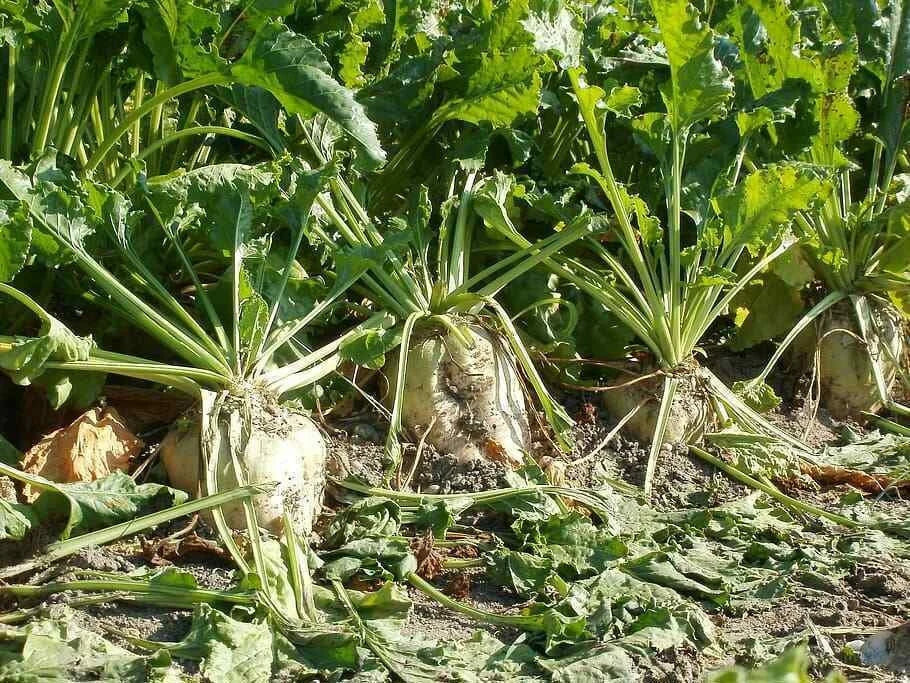 Sugar Beet Seeds - Heirloom Non-GMO Beta vulgaris for Bountiful Harvest, 100 Seeds Packet
