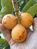 Rare Loquat Scions for Grafting - 2 Ea, Peluche Variety, Eriobotrya japonica, Large Fruit, Evergreen Tree Cuttings