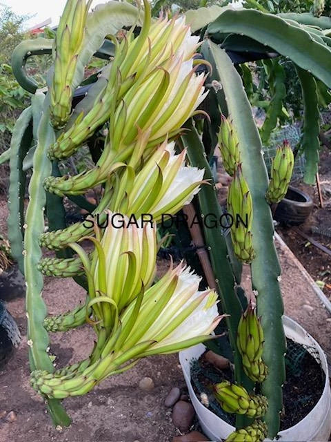 Dragon Fruit Cuttings 8-12" Hylocereus spp. Varieties for Home Gardening, Tropical Climates