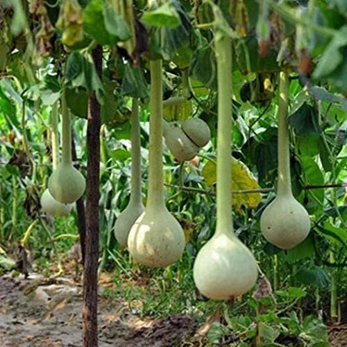 Dipper Gourd Seeds - 10 Pack, Ornamental Lagenaria siceraria for Crafts & Garden, Unique Shaped Gourds