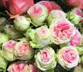 Pink Green Rose Seeds - Perennial Bush Flower Seeds Rosa spp. for Garden Beds & Borders