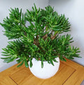 Skinny Fingers Jade Plant Cuttings or Rooted Succulent Crassula Ovata Multiple Branches