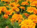 Cresta Orange Marigold Seeds - 25+ Pack, Tagetes erecta, Bright Orange Flowers, Garden Planting, Easy Grow, Pollinator Attractant