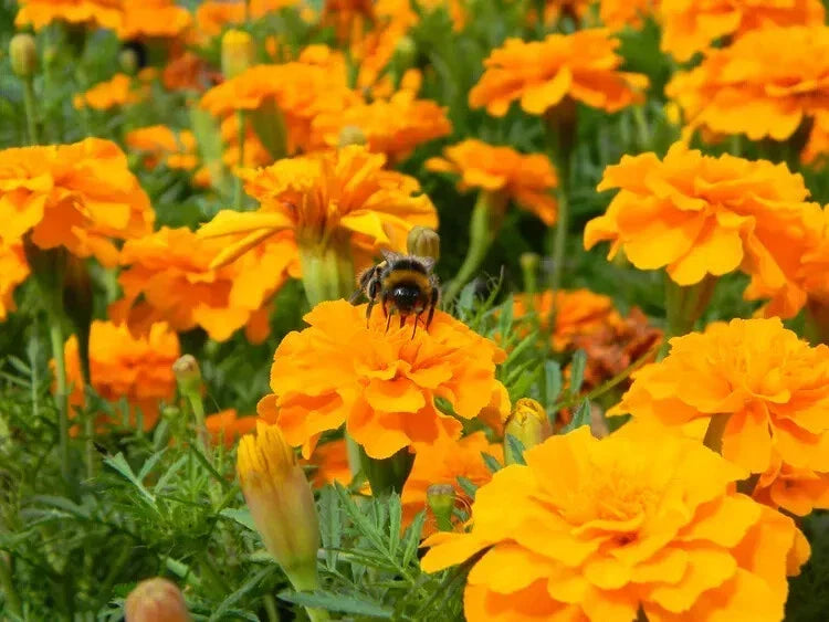 Cresta Orange Marigold Seeds - 25+ Pack, Tagetes erecta, Bright Orange Flowers, Garden Planting, Easy Grow, Pollinator Attractant