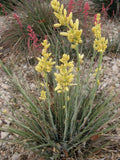 Texas Yucca Seeds - Rare Yellow Flower Hesperaloe parviflora, Drought-Tolerant Perennial for Xeriscaping, Butterfly & Hummingbird Attracting