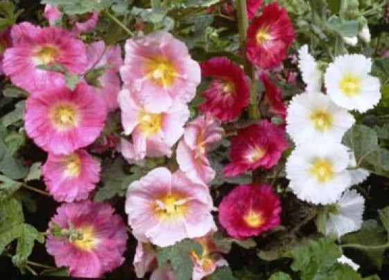 Hollyhock Seeds - Single Mix - 25 Fresh Alcea rosea Flower Seeds for Borders & Cut Flowers