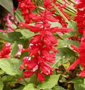 Scarlet Sage Seeds - Salvia splendens, Vibrant Red Flowers, Easy to Grow, Annual, 50 Seeds for Garden, Containers & Borders