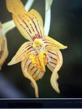 Orchid Plant Bulb 2-Inch Pot Arvogelli Dendrobium Orchidaceae Indoor Flowering Plant