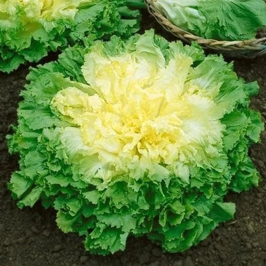 Broadleaf Batavian Endive Seeds – Heirloom Escarole, Non-GMO Vegetable Garden Seeds, Cichorium endivia, Salad Greens, Gourmet Cooking