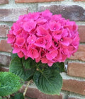 Pink Hydrangea Seeds - Perennial Flower Seeds for Garden, Hydrangea macrophylla, Pink Blooms, Bushy Growth, 5 Pack