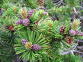 Dwarf Mugo Pine Seeds - Pinus mugo pumilio - Evergreen Conifer for Landscaping, Rock Gardens & Small Spaces