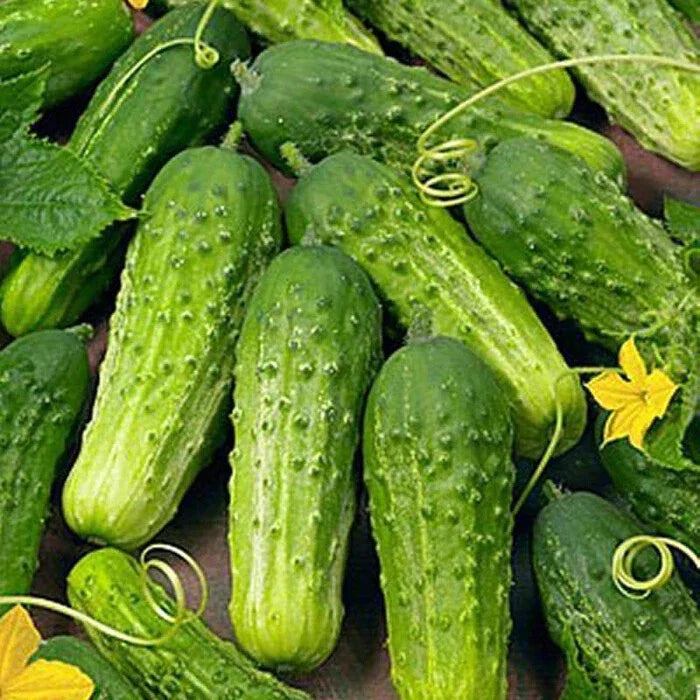 Boston Pickling Cucumber Seeds - Heirloom Non-GMO Cucumis sativus for Pickling & Salad, Seed Packet