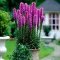 Purple Blazing Star Flower Seeds - Liatris spicata, 50 Count, Butterfly Attracting, Cold Hardy Perennial Seeds