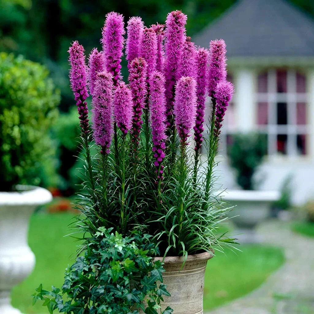 Purple Blazing Star Flower Seeds - Liatris spicata, 50 Count, Butterfly Attracting, Cold Hardy Perennial Seeds