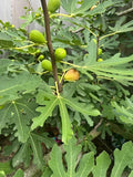 Brunswick Fig Cuttings - 5 Pieces with Willow Water for Rooting - Ficus carica - Deciduous Fruit Tree