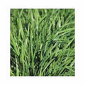 Chive Seeds 100 Pack - Allium schoenoprasum Herb Seeds for Culinary Gardening, Easy to Grow, Non-GMO, Heirloom