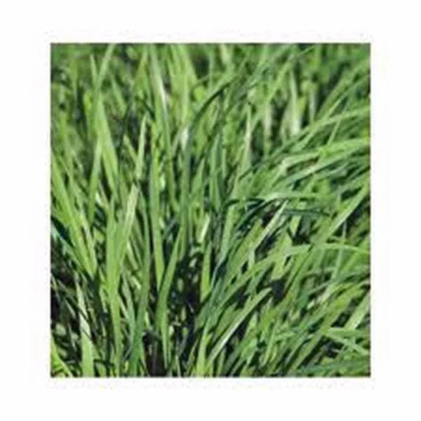 Chive Seeds 100 Pack - Allium schoenoprasum Herb Seeds for Culinary Gardening, Easy to Grow, Non-GMO, Heirloom