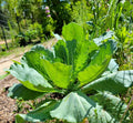 Organic Collard Greens Seeds - Brassica oleracea var. viridis - 25 Seeds for Florida Gardens