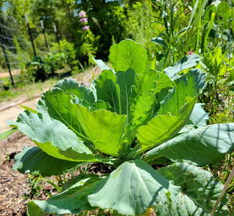 Organic Collard Greens Seeds - Brassica oleracea var. viridis - 25 Seeds for Florida Gardens