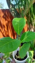 Tropical Almond Live Tree 7-12 Months Old, Terminalia Catappa, Garden & Landscaping, Edible Nuts, Drought Tolerant