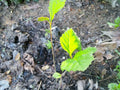 American Sycamore Seeds 1000-1500 Count Platanus occidentalis Buttonwood Tree for Reforestation & Landscaping