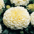 Moonlight Marigold Seeds | Large Double Flowers | Soft Yellow | Tagetes erecta | Heirloom Non-GMO Garden Seeds