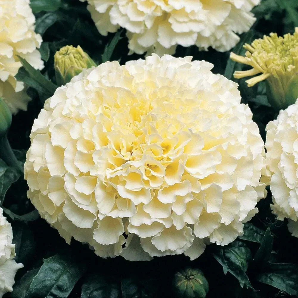 Moonlight Marigold Seeds | Large Double Flowers | Soft Yellow | Tagetes erecta | Heirloom Non-GMO Garden Seeds