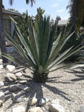 Agave Sisalana Baby Plants - Set of 3 Rooted 4" Green Sisal Hybrid (Agave fourcroydes)