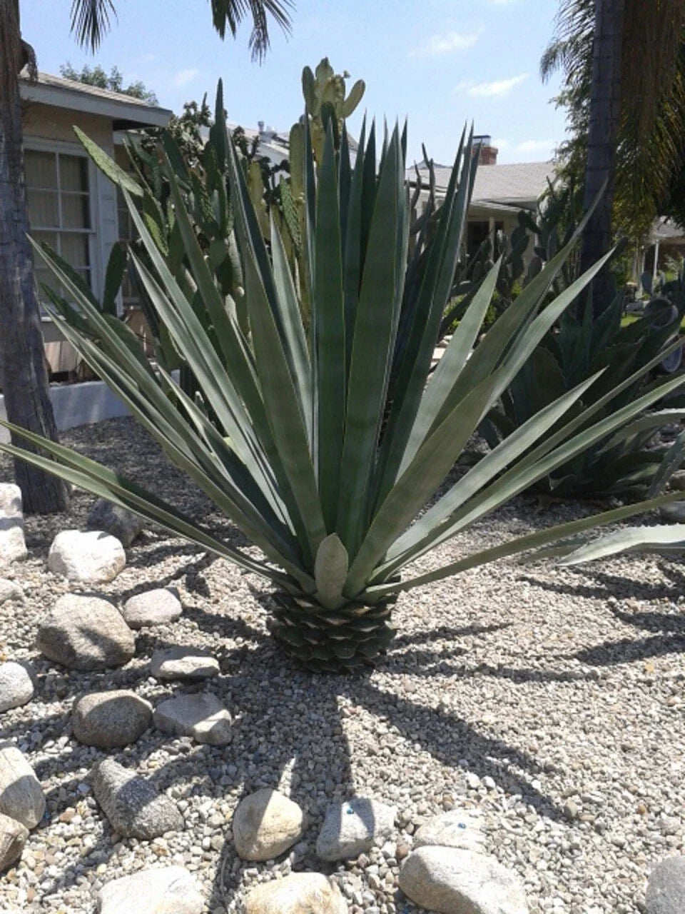 Agave Sisalana Baby Plants - Set of 3 Rooted 4" Green Sisal Hybrid (Agave fourcroydes)