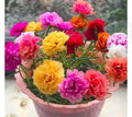 Moss Rose Seeds Double Mix Color Portulaca grandiflora - Vibrant Garden Flowers, Hardy Annuals, 500+ Seeds