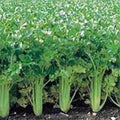 Utah Tall Celery Seeds - Heirloom Non-GMO Gardening Seeds for Home Garden, Apium graveolens, 500 Seeds