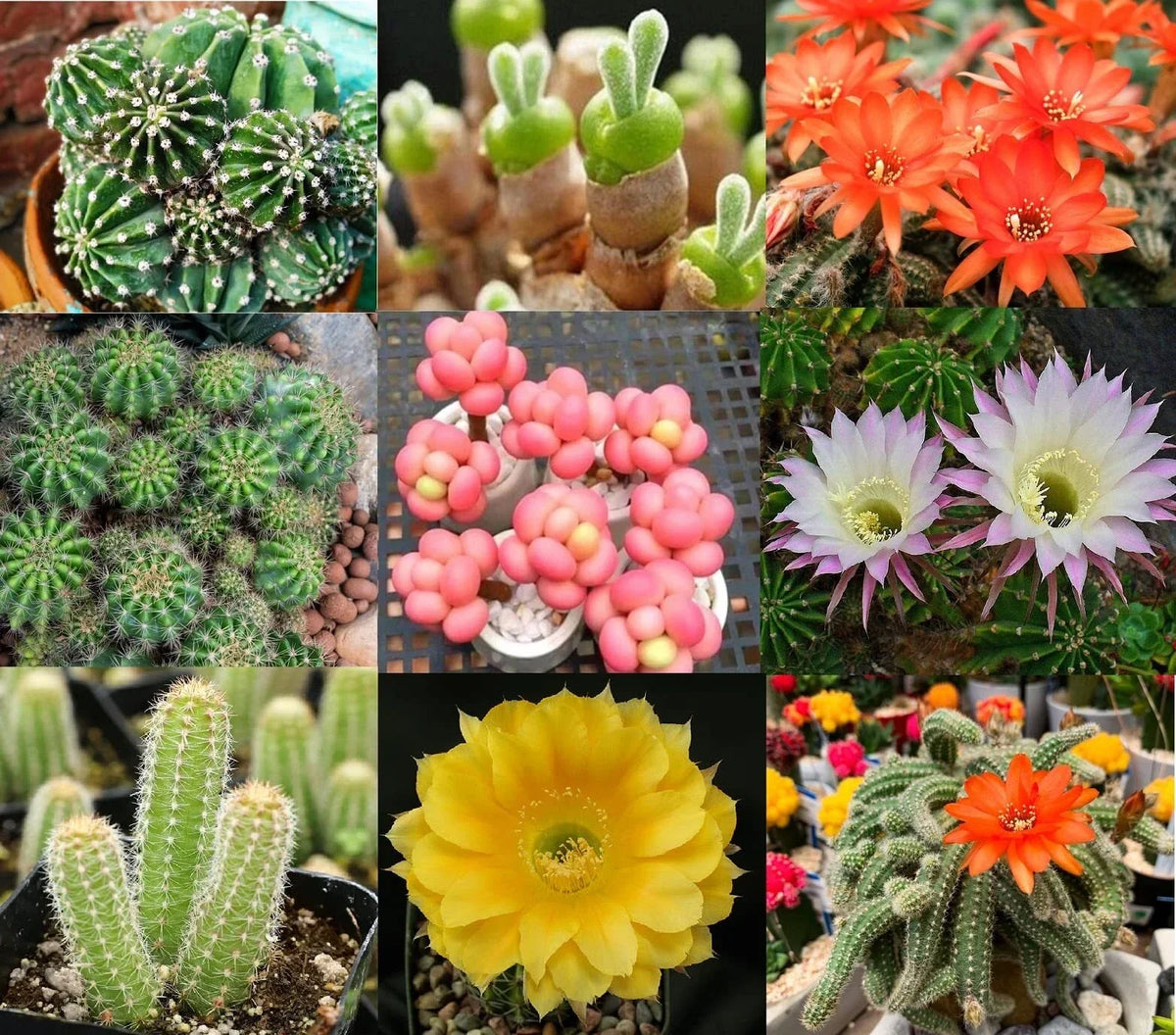Echinopsis Cactus Seeds Mix - 50+ Varieties with Colorful Flowers - Echinopsis spp. for Indoor & Outdoor Gardening
