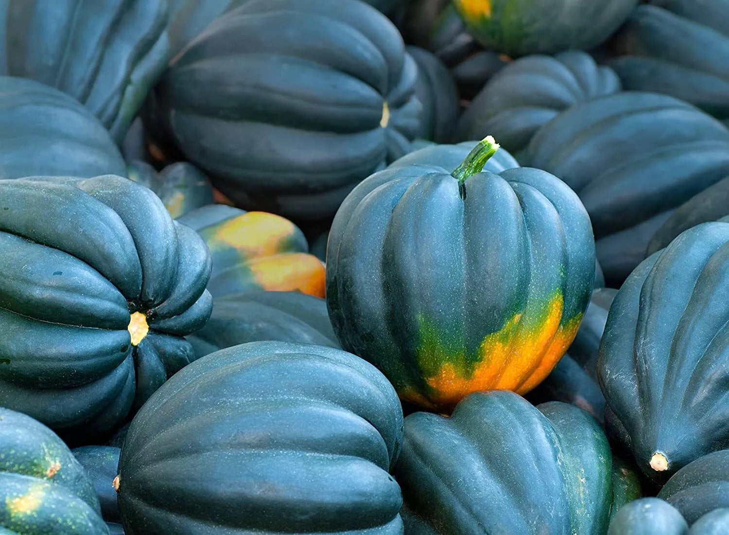 Acorn Squash Seeds - 50 Pack - King Table Variety - Cucurbita pepo - Nutritious & High-Yield for Home Gardening