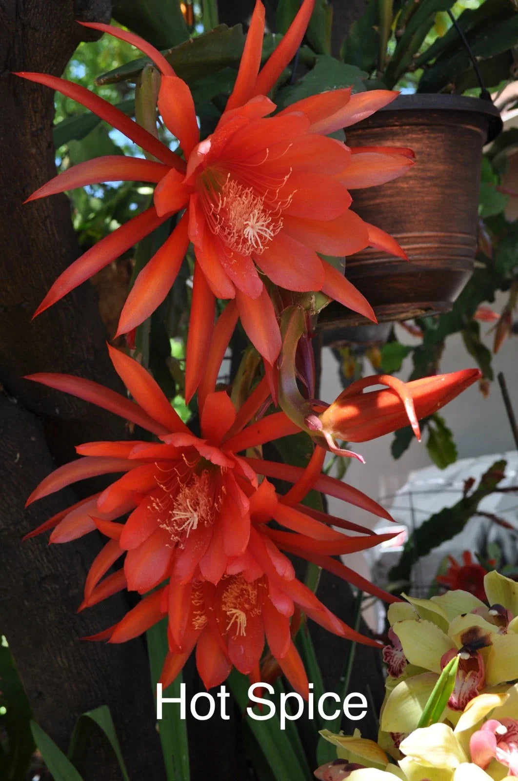 Epiphyllum Orchid Cactus Cuttings - 4 Rooted Hot Spice with New Growth