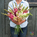 Snapdragon Seeds - 1000+ Costa II Mix - Vibrant Antirrhinum majus Garden Flowers for Borders & Containers