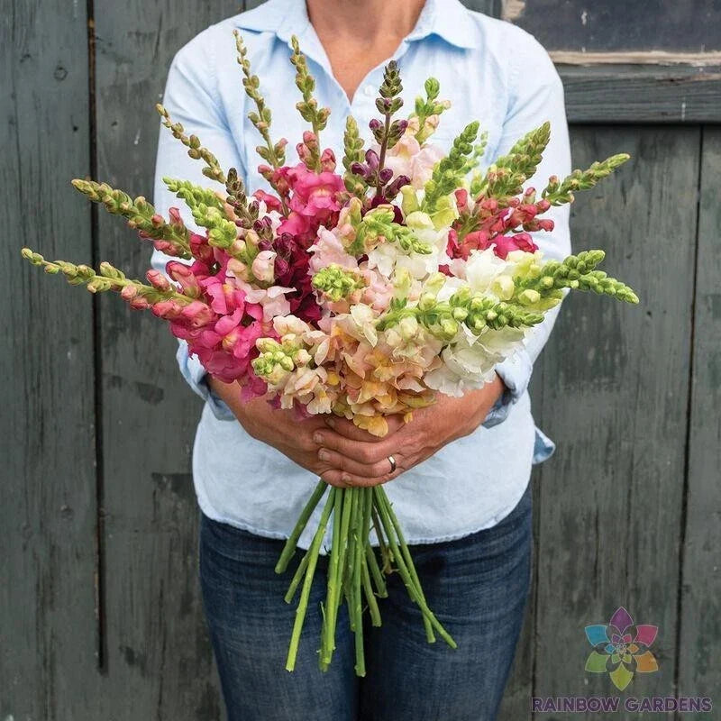 Snapdragon Seeds - 1000+ Costa II Mix - Vibrant Antirrhinum majus Garden Flowers for Borders & Containers