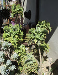 Kalanchoe Beharensis Velvet Elephant Ears Cuttings - Succulent Plant for Indoor Garden and Decor