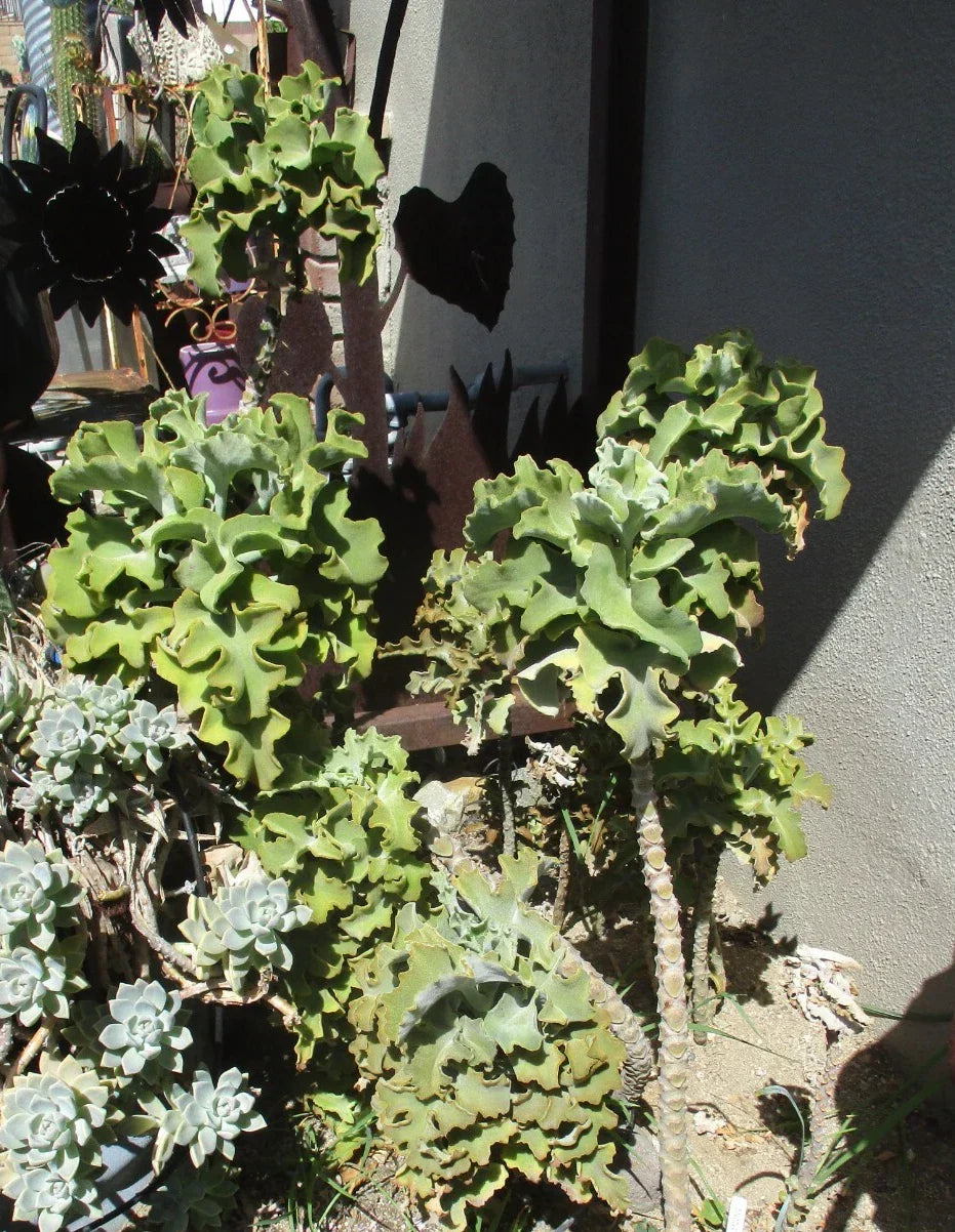 Kalanchoe Beharensis Velvet Elephant Ears Cuttings - Succulent Plant for Indoor Garden and Decor
